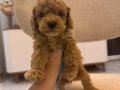 Minik Maltipoo yavrularım 