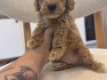 Minik Maltipoo yavrularım 