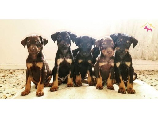 SCR Belgeli Amerikan doberman yavruları. TAKAS OLUR