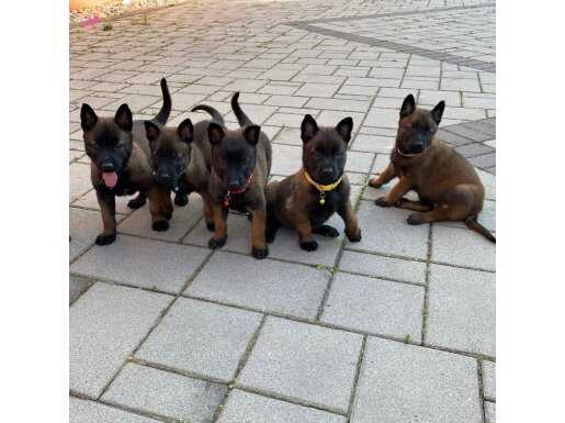 Erkek-Dişi Maskeli Belçika Malinois yavrular