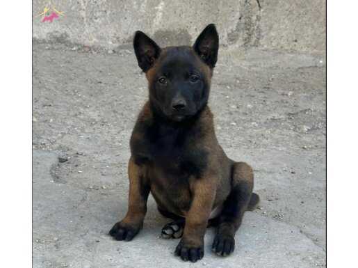Erkek-Dişi Belçika Malinois Yavrular 