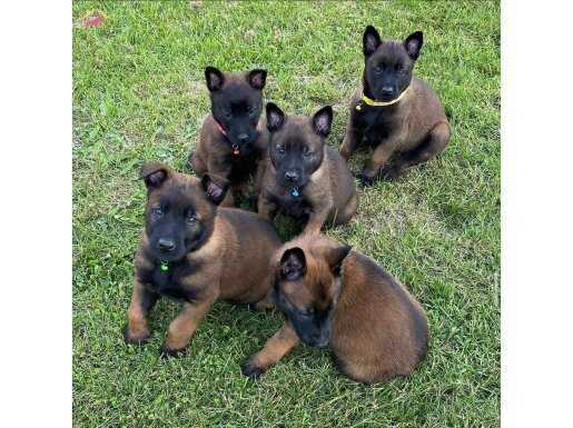A Kalite Erkek/Dişi Belçika Malinois 