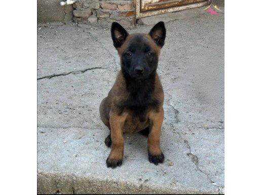 A Kalite Belçika Malinois Yavrular 