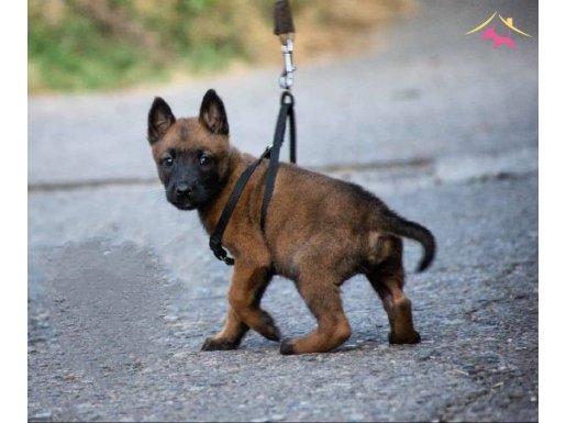 A Kalite Belçika Malinois 