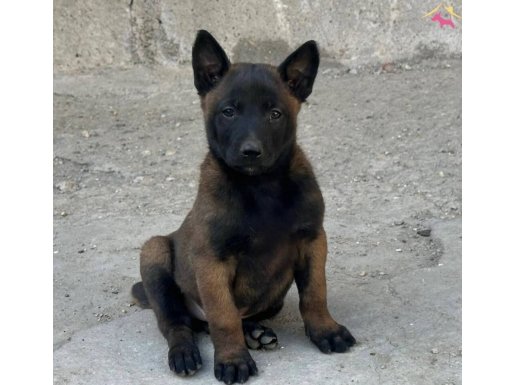 Koyu Maskeli Belçika Malinois Yavrular