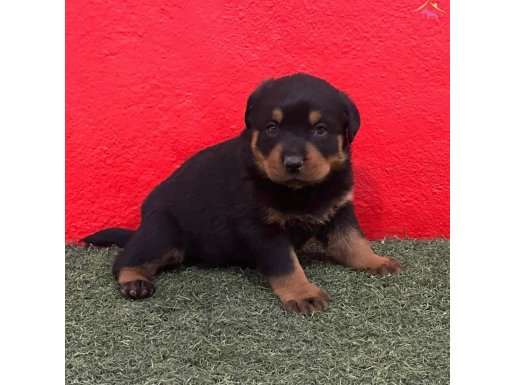 A Kalite Rottweiler Yavrular 