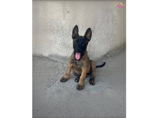A Kalite Maskeli Belçika Malinois Yavrular
