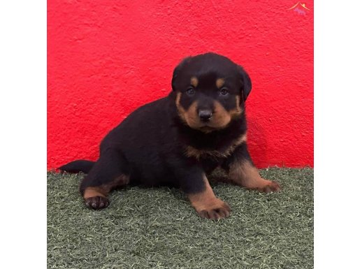 A Kalite Erkek 70 Günlük Rottweiler 