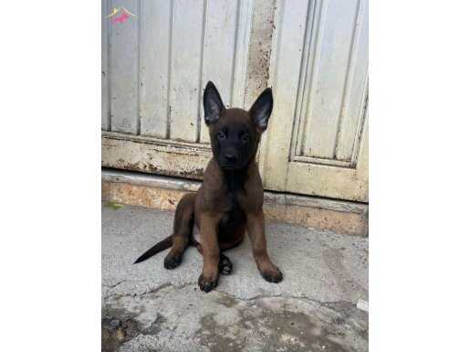 A Kalite Belçila Malinois 