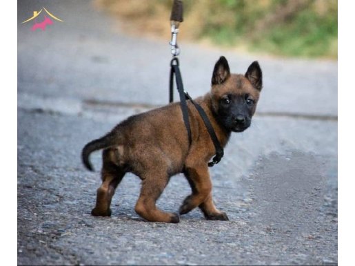 A Kalite Erkek-Dişi Belçika Malinois 
