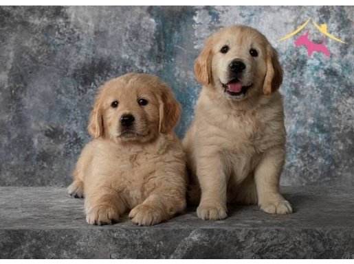 A Kalite Golden Retriever Yavrular