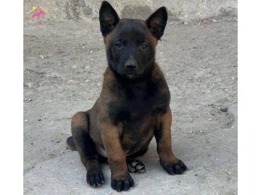 A Kalite Belçika Malinois 