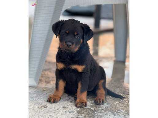 Erkek-Dişi Rottweiler Yavrular