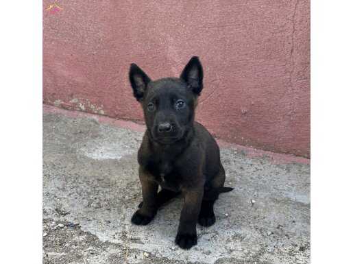 A Kalite Maskeli Belçika Malinois Yayınlar