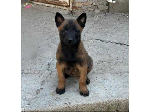 A Kalite Maskeli Belçika Malinois Yavrular