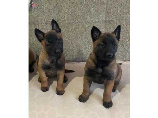 A Kalite Belçika Malinois 