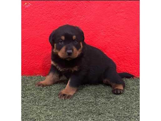 A Kalite Rottweiler Yavruları