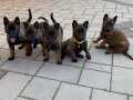 Erkek-Dişi Maskeli Belçika Malinois yavrular