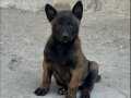 Erkek-Dişi Belçika Malinois Yavrular 