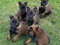 A Kalite Erkek/Dişi Belçika Malinois 