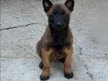 A Kalite Belçika Malinois Yavrular 