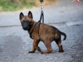 A Kalite Belçika Malinois 
