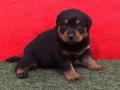 A Kalite Erkek 70 Günlük Rottweiler 