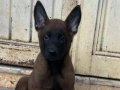 A Kalite Belçila Malinois 