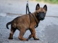 A Kalite Erkek-Dişi Belçika Malinois 