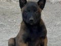 A Kalite Belçika Malinois 