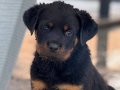Erkek-Dişi Rottweiler Yavrular
