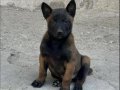 A Kalite Belçika Malinois 