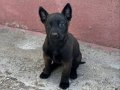A Kalite Maskeli Belçika Malinois Yayınlar