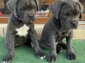 A Kalite Erkek Cane Corso