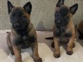 A Kalite Belçika Malinois Yavrular