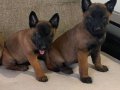 A Kalite Belçika Malinois Yavrular