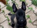Yurtdışı Kan Hattı Maskeli Belçika Malinois Yavruları