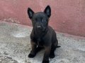 Yurtdışı Kan Hattı Maskeli Belçika Malinois Yavruları