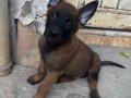 Yurtdışı Kan Hattı Maskeli Belçika Malinois Yavruları