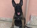 Yurtdışı Kan Hattı Maskeli Belçika Malinois Yavruları