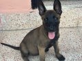 Yurtdışı Kan Hattı Maskeli Belçika Malinois Yavruları