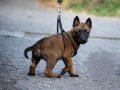 Erkek Dişi Belçika Malinois Yavrular