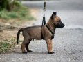 Erkek Dişi Belçika Malinois Yavrular