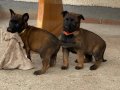 Erkek Dişi Belçika Malinois Yavrular