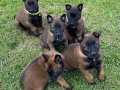 Erkek Dişi Belçika Malinois Yavrular