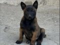 A Kalite Belçika Malinois Yavrular