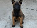A Kalite Belçika Malinois Yavrular