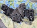 A Kalite Cane Corso Yavrular