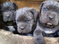 A Kalite Cane Corso Yavrular