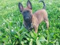 A Kalite Erkek-Dişi Belçika Malinois 